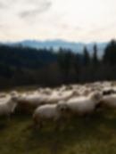 Sebastian Rzepka Photography